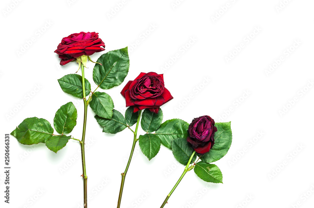 The stages of the life cycle of red rose from flowering to wilting on white  isolated background top view. Three red roses Stock Photo | Adobe Stock
