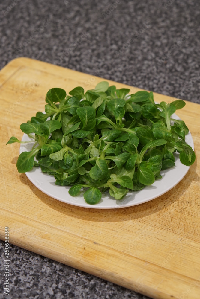 Lambs lettuce (Valerianella locusta) Lambs lettuce (Valerianella locusta)
