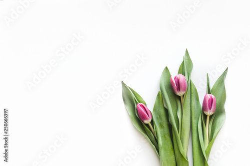 A bouquet of the first spring flowers. Pink tulip. Spring card or background with space for text.  Top view. Copy space.  Mock-up