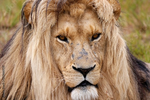 magical lion face