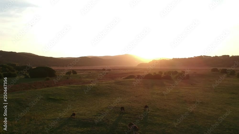 Aerial view of a herd of kangaroos beside the Great Ocean Road in Australia at sunset. Aerial view of a herd of kangaroos beside the Great Ocean Road in Australia at sunset.