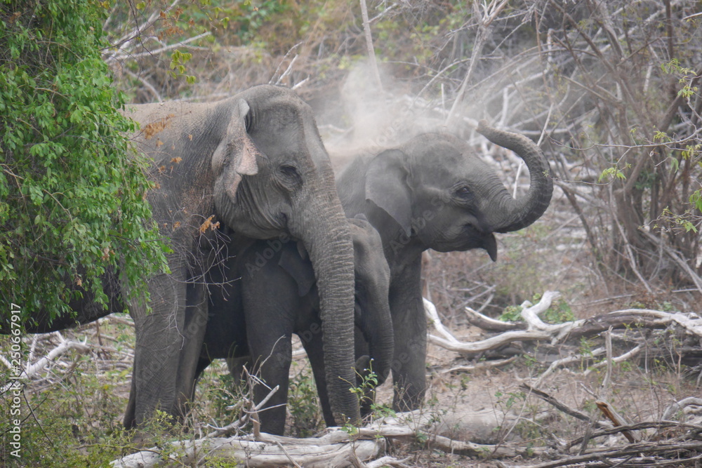 Obraz premium Elephant family blowing sand on the back