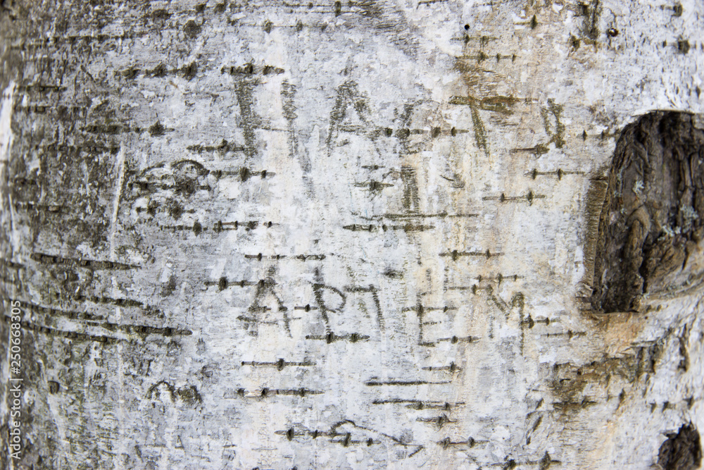 the texture of the tree birch bark with inscriptions of names