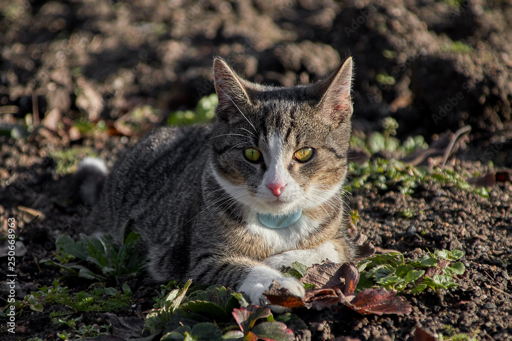 Cat in portrait on a field