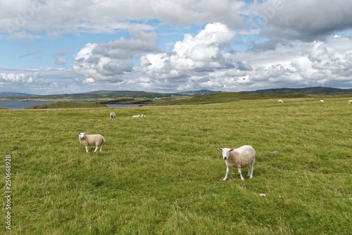 Schottland - Isle of Skye - Oronsay photo