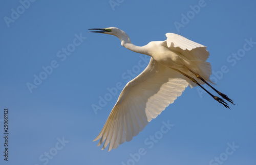 Mature Great White Egret calls and cries in flight with spreaded wing and stretched legs