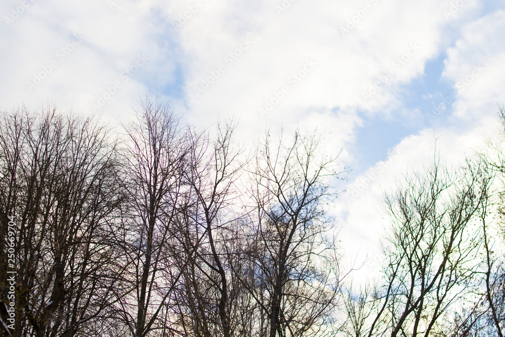 Trees and the sky with clouds. Winter time Trees and the sky with clouds. Winter time