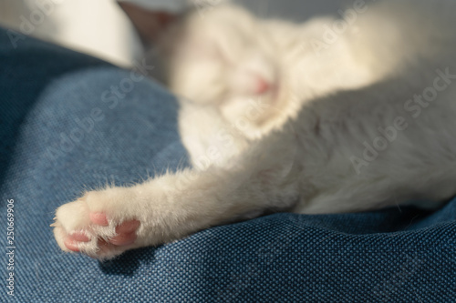 Fototapeta Naklejka Na Ścianę i Meble -  Close-up of a paw. White cat sleeping on the couch under the rays of the morning sun.