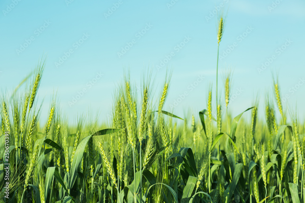 Obraz premium Green wheat filed.