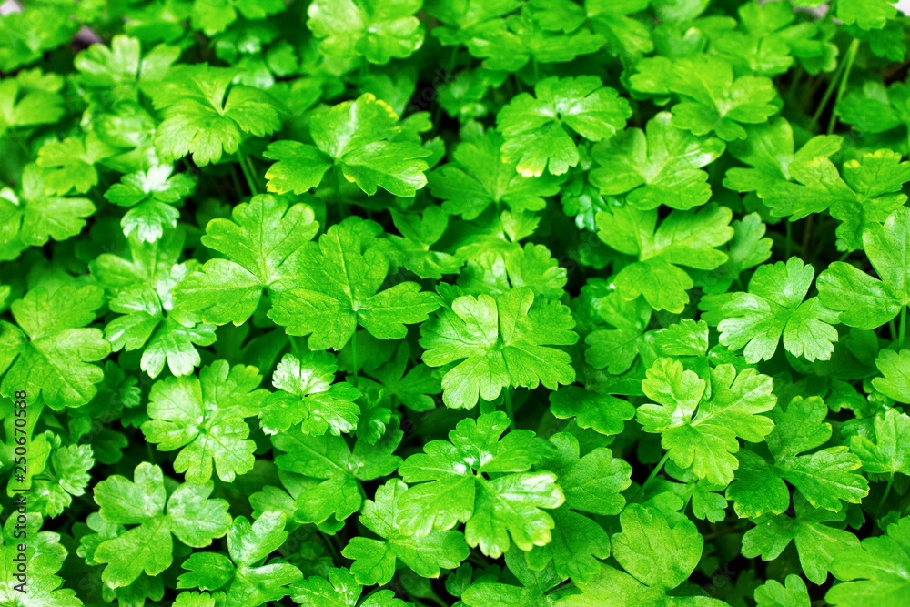 Obraz premium texture of fresh green parsley