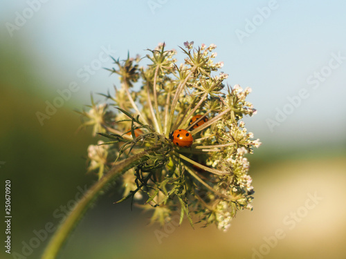Ladybugs on the inflorescence