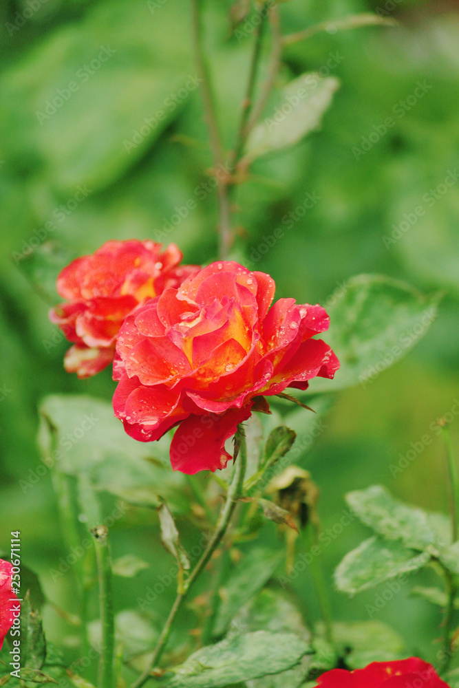 Red wet rose in the garden. Rain drops Red wet rose in the garden. Rain drops