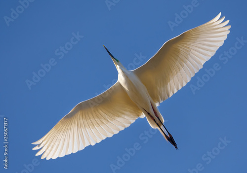 Adult Great White Egret flying above with fully spreaded wings and bright blue sky © NickVorobey.com