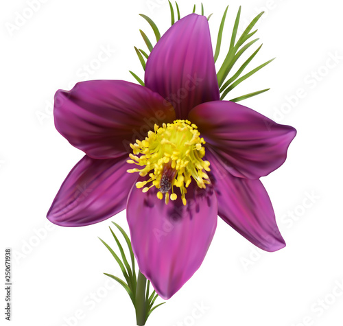 Eastern pasqueflower, purple