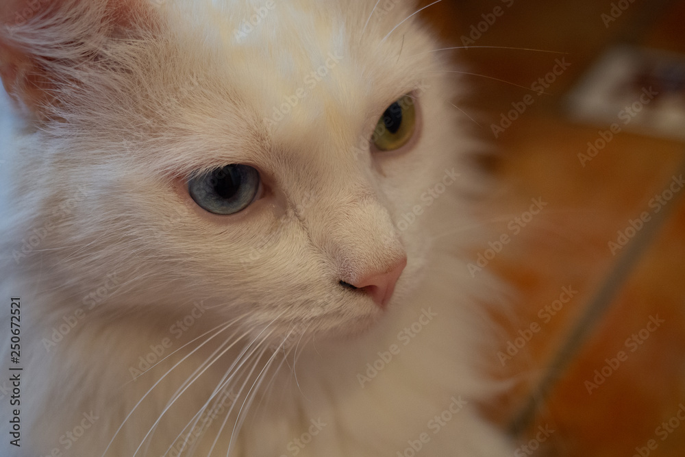 White cat with heterochromia looking to the side White cat with heterochromia looking to the side