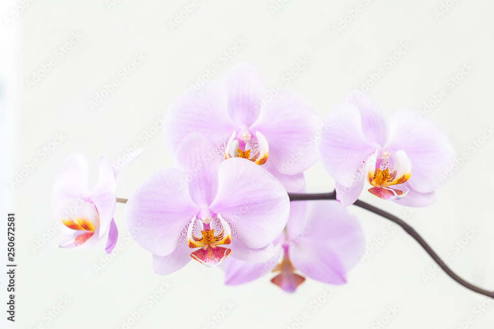 Fototapeta premium Blooming orchid flowers on white background.