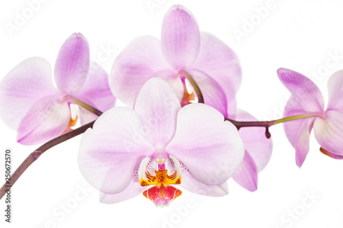 Blooming orchid flowers on white background.