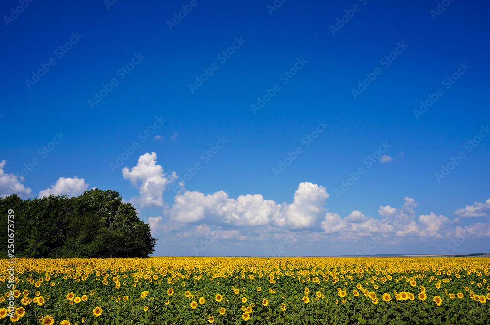 Field of sunflowers on a Sunny summer day