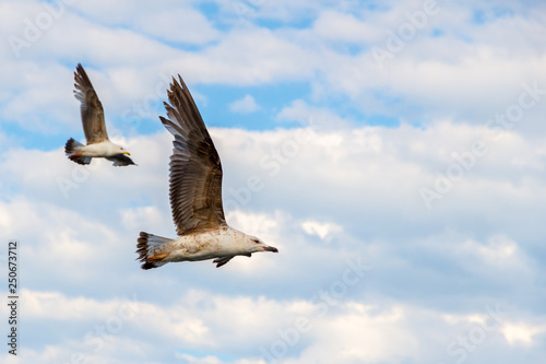 Two seagulls soaring in tandem with clouds in the background, high above the Black Sea. Freedom concept with copy space.