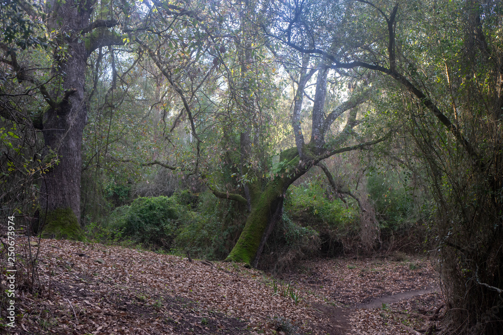 Parque natural de los Alcornocales en la provincia de Cádiz, Andalucía Parque natural de los Alcornocales en la provincia de Cádiz, Andalucía