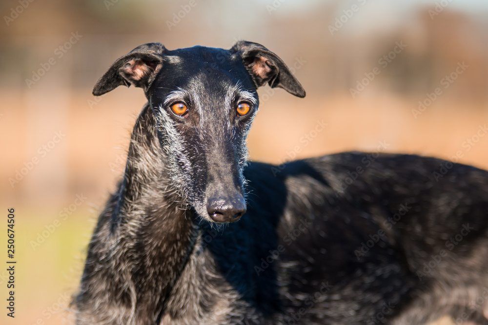 Portrait eines schwarzen rauhaarigen Galgo Español
