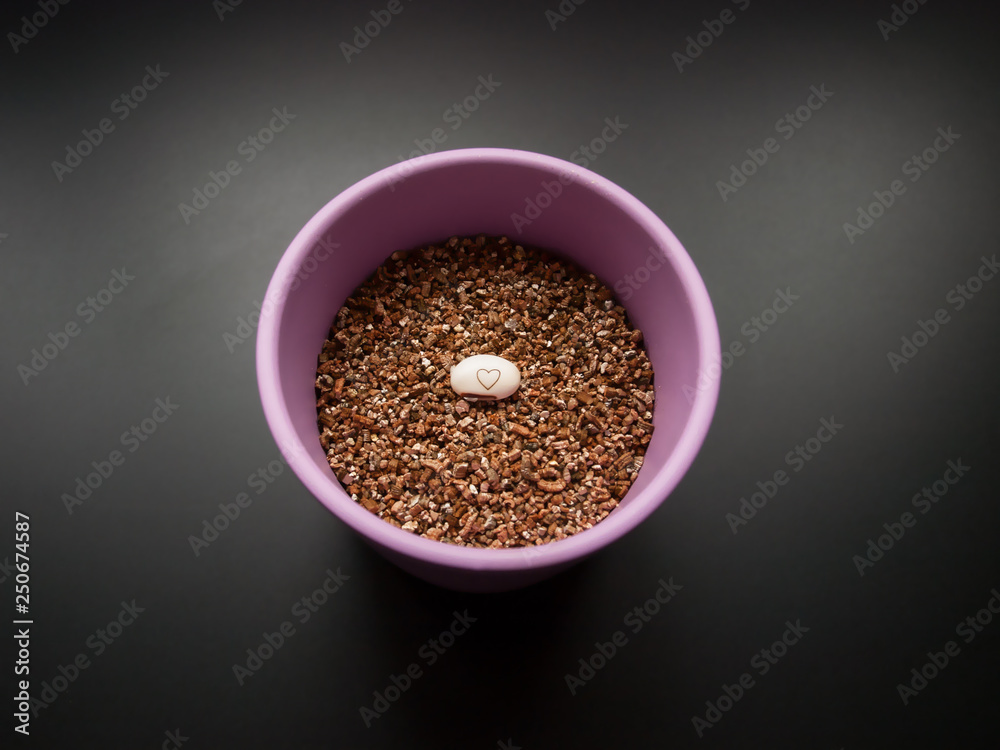 Valentines day gift. Bean with heart placed on soil in pink flowerpot. Spring inside your home. Valentines day gift. Bean with heart placed on soil in pink flowerpot. Spring inside your home.