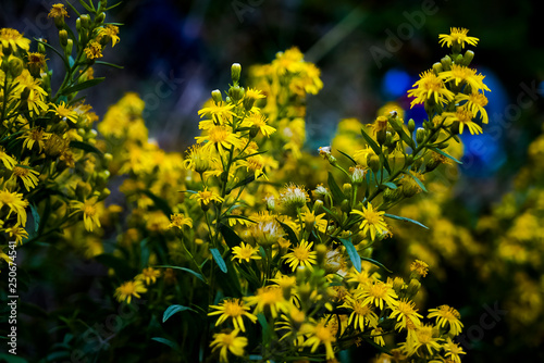 Yellow flowers of Jacobaea vulgaris