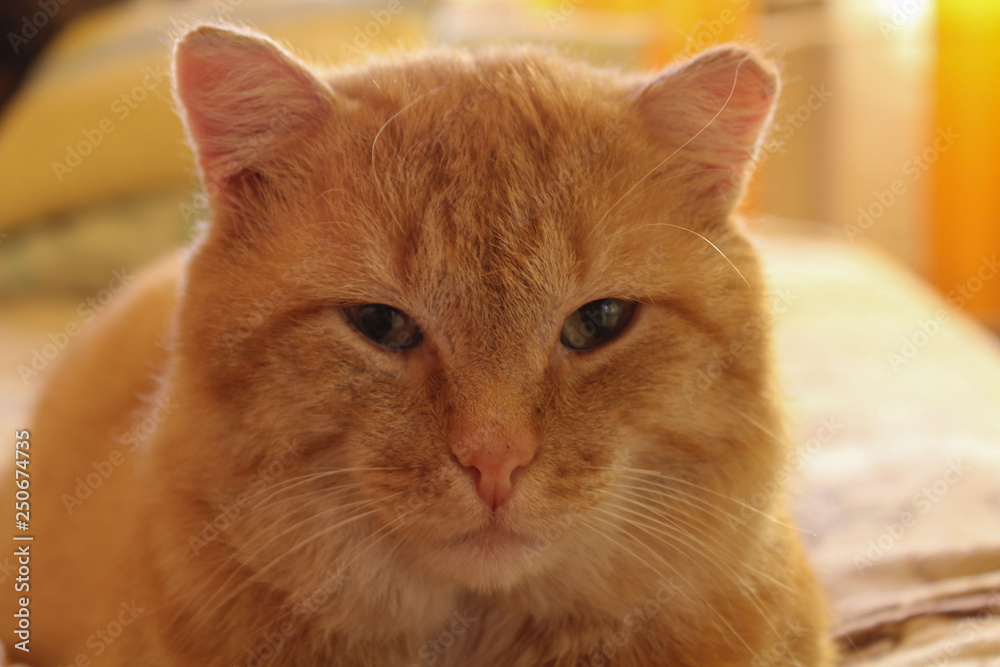 Portrait of a big red calm cat1