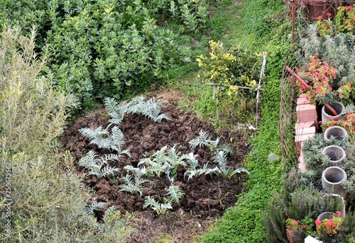 jardin potager photo