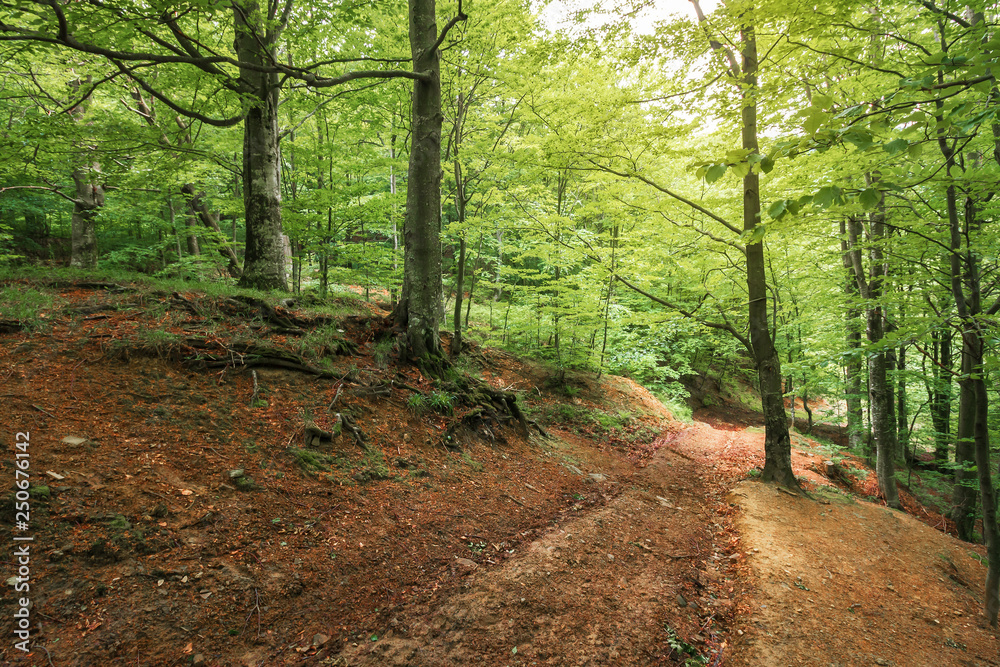 Fototapeta premium dirt road through beech forest. travel background. summer nature scenery