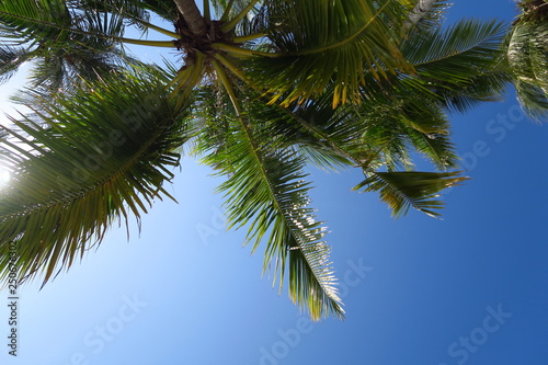 Palmier vu de dessous ciel bleu