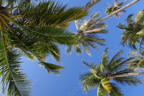 Cocotiers et palmiers vus de dessous 