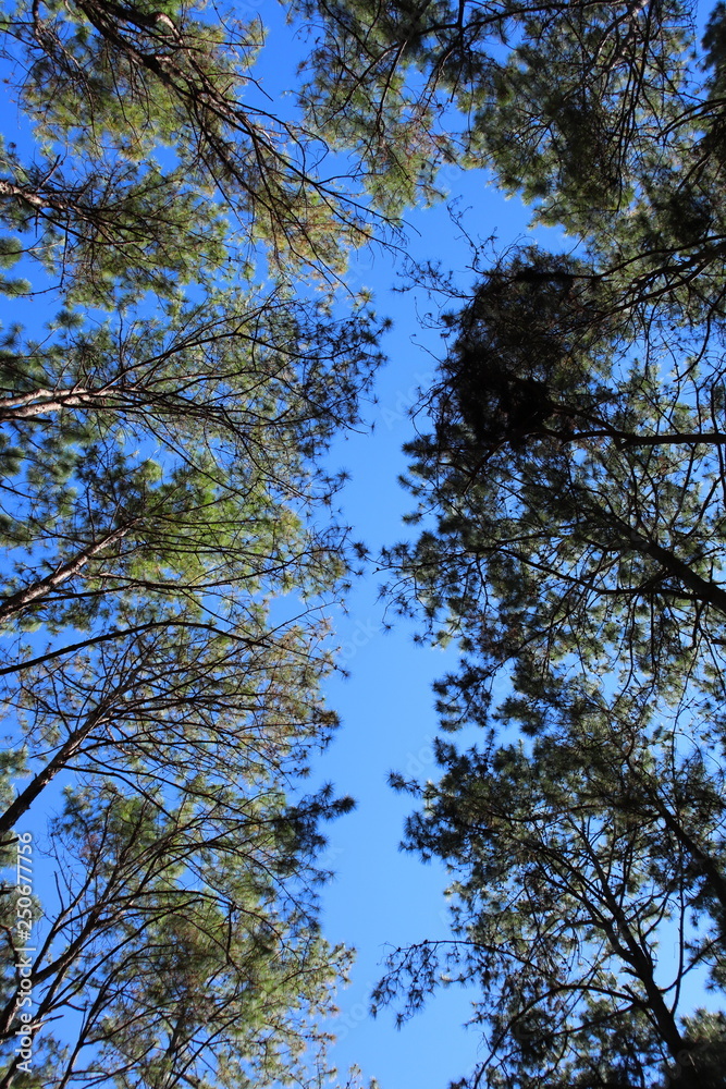 Obraz premium Pine forest. Kesiya pine contrast light and dark with blue sky background Chiang Mai, Thailand. 