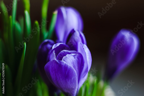 Violet spring flowers Crocus close-up