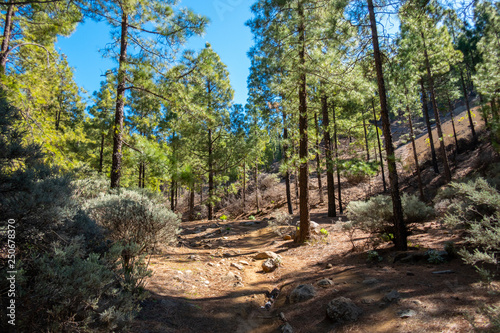 Landschaft von Gran Canaria im Sommer