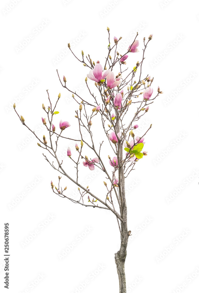 Fototapeta premium Pink magnolia flowers isolated on white background