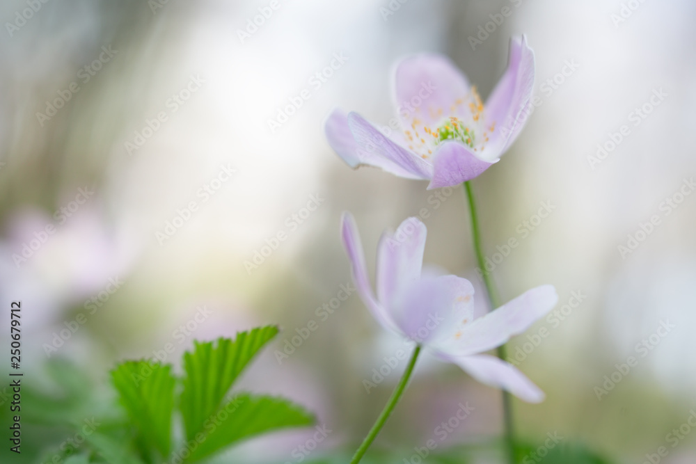 Pair of wood anemone wild flowers shallow depth image. Pair of wood anemone wild flowers shallow depth image.