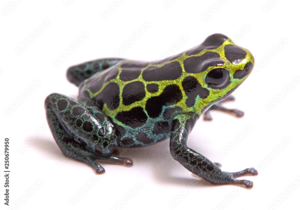 Dart Frog Ranitomeya Ventrimaculata Stock Photo - Download Image Now  - Poison Arrow Frog, Frog,  Region - iStock