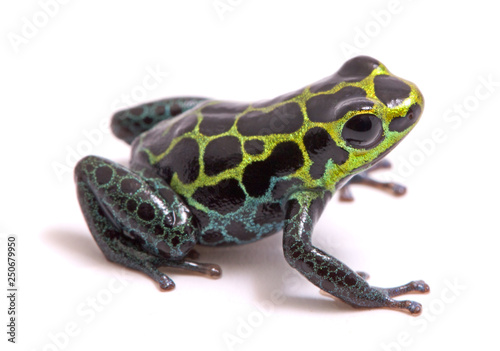Small poison dart or arrow frog, Ranitomeya variabilis. Macro of a beautiful rain forest animal from the Amazon jungle of Peru. Isolated on a white background.