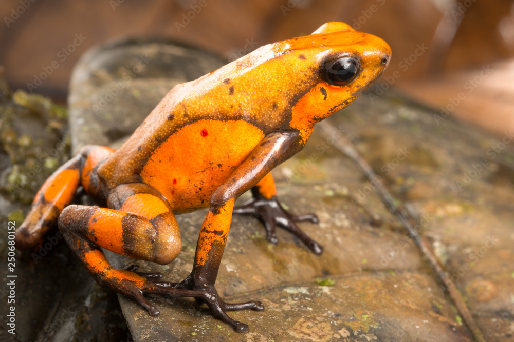Naklejka premium Poison dart frog, Oophaga histrionica. A small poisonous animal from the rain forest of Colombia.