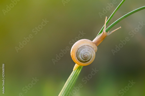A snail crawling up the stem of a meadow plant on a sunny spring morning