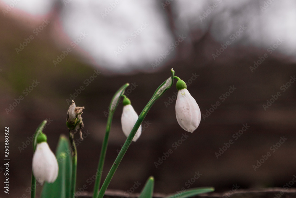 Galanthus nivalis, snowdrop flower close up of isolated flowers during a sunset. First sign of spring in southern Sweden. Galanthus nivalis, snowdrop flower close up of isolated flowers during a sunset. First sign of spring in southern Sweden.
