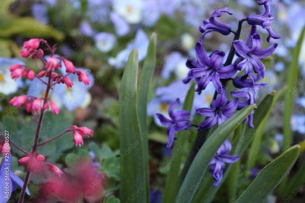 Obraz premium purple flowers in the garden