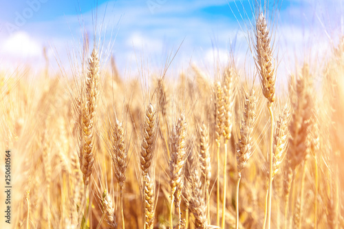 Wheat field. Ears of golden wheat close up. Beautiful Nature Sunset Landscape. Rural Scenery under Shining Sunlight. Background of ripening ears of meadow wheat field. Rich harvest Concept.