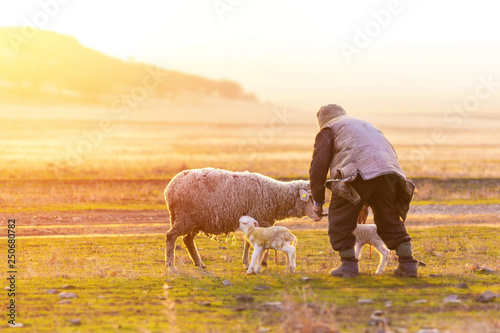 Shepherd near the sheep with new born lambs