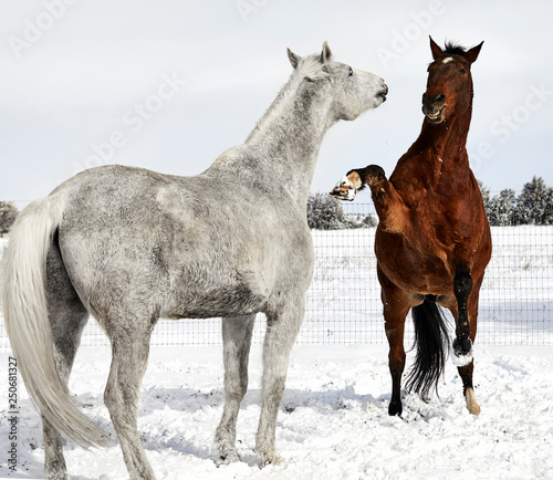 Brown horse with front leg in the Air pointed at a whtie horse standing in the Snow