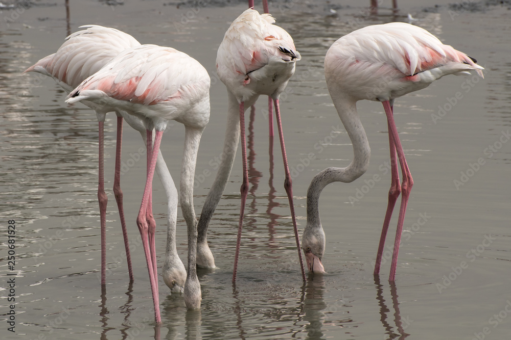 Flamingos feeding at the Ras Al Khor Wildlife Sanctuary in Dubai Flamingos feeding at the Ras Al Khor Wildlife Sanctuary in Dubai