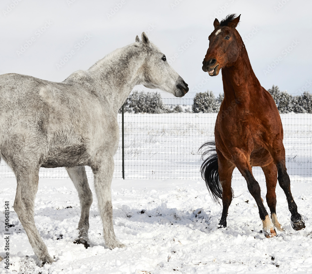 Brown Horse preparing to fight with a White Horse Brown Horse preparing to fight with a White Horse