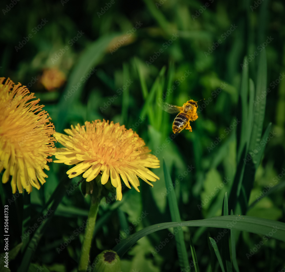 Bee on the flowers in the garden Bee on the flowers in the garden