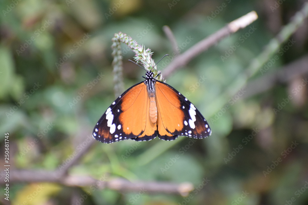 Obraz premium Butterfly